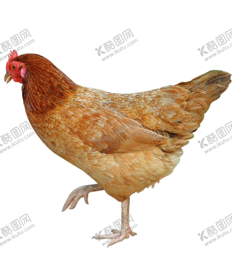 编号：57175610281453407628【酷图网】源文件下载-老母鸡