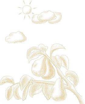 梨树枝线稿