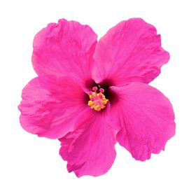 鲜花素材底纹边框唯美桔梗
