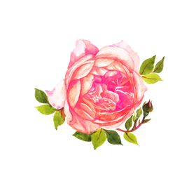 水彩画花包装素材玫瑰插画