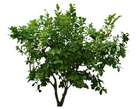 小清新植物