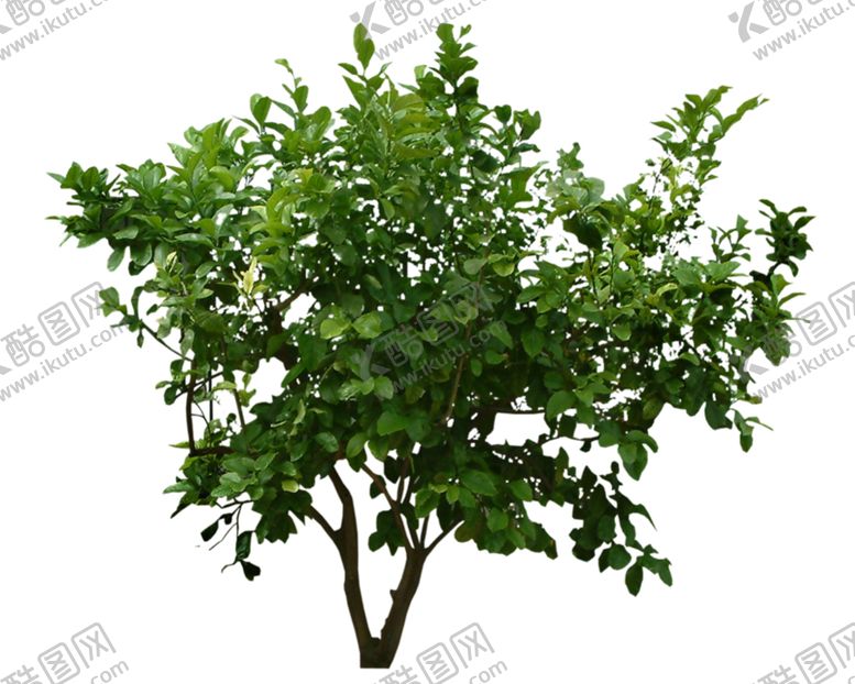 编号：33788906260255239756【酷图网】源文件下载-小清新植物