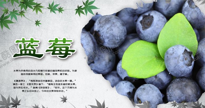 编号：43767909150629556971【酷图网】源文件下载-蓝莓