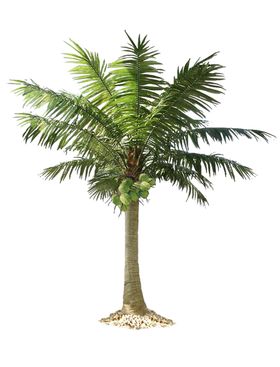 热带植物棕桐树