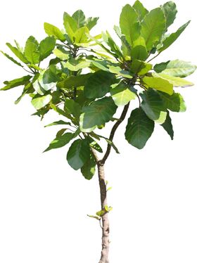 免扣叶类植物素材