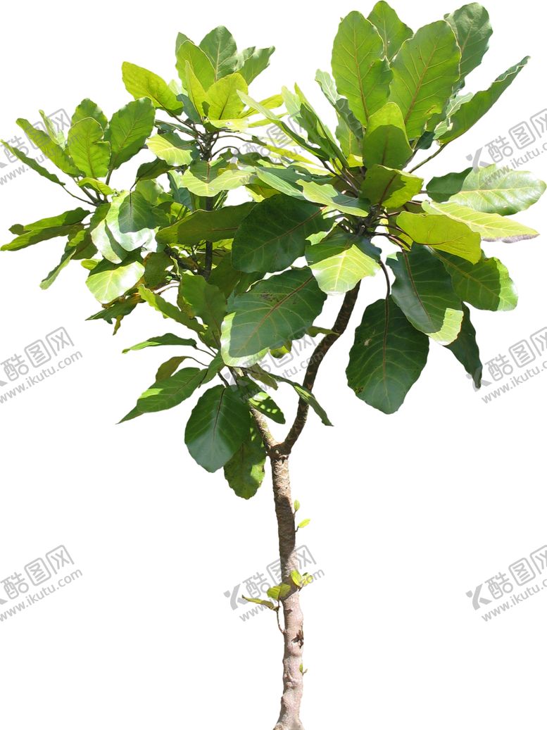 编号：28281807060741442693【酷图网】源文件下载-免扣叶类植物素材