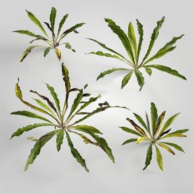 C4D模型绿色植物