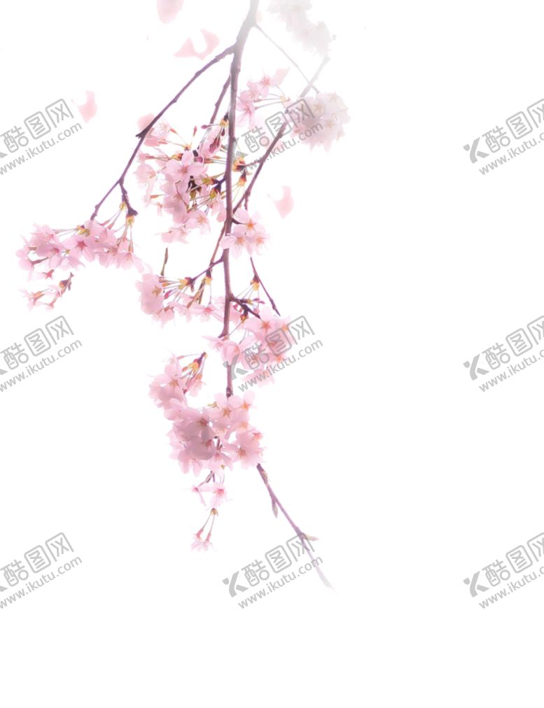 编号：60780006290756324351【酷图网】源文件下载-花枝