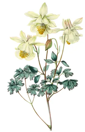 手绘复古花卉插画素材做旧