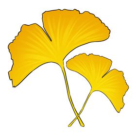 秋天银杏叶子红色枫金落落