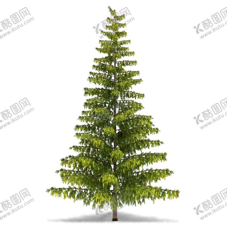 编号：50327710311636598950【酷图网】源文件下载-水杉