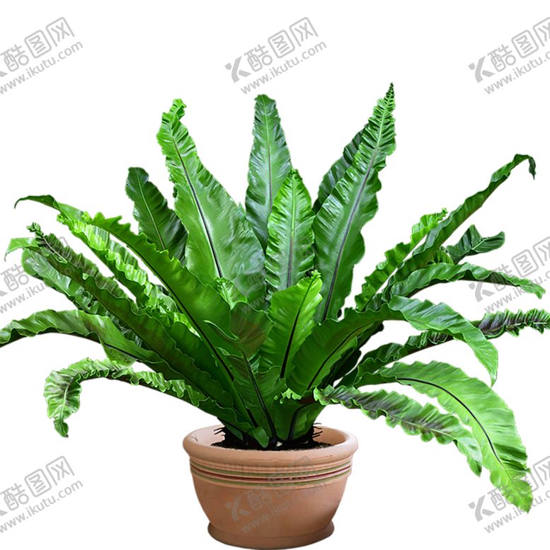 编号：96888507121831022147【酷图网】源文件下载-绿色植物