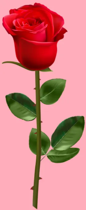 玫瑰花