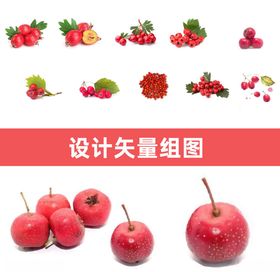 山楂矢量