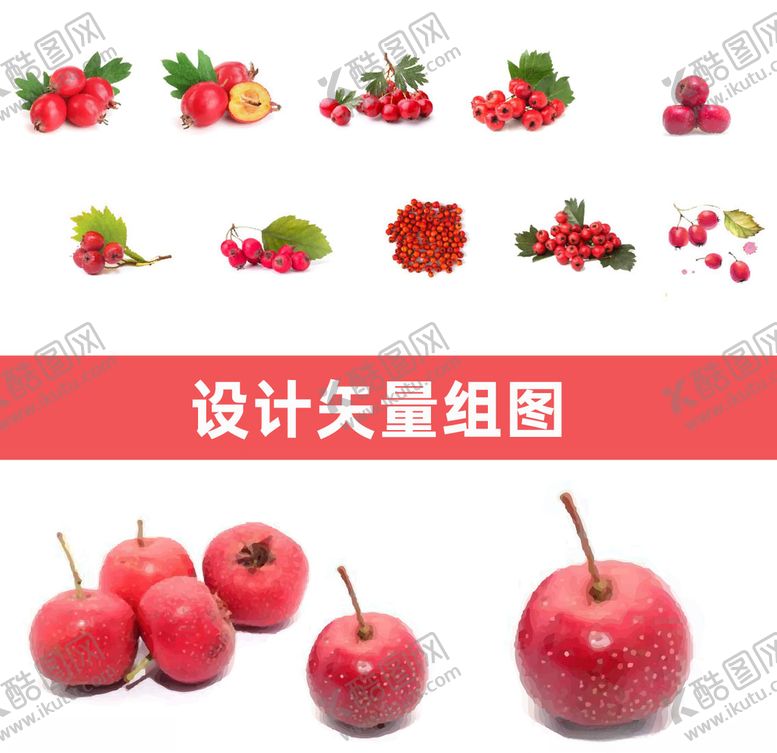 编号：71538407080711406542【酷图网】源文件下载-山楂矢量