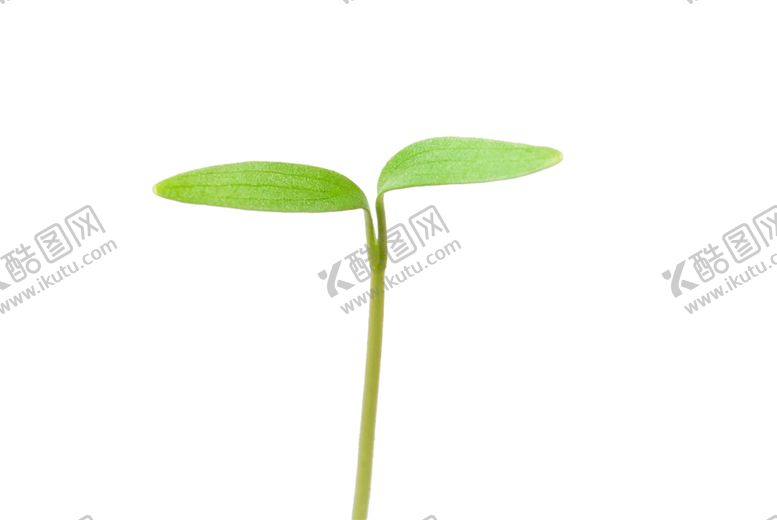 编号：90655807140440202133【酷图网】源文件下载-绿色植物