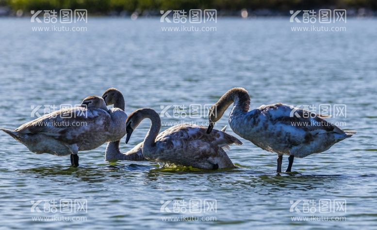 编号：86540211261738098865【酷图网】源文件下载-天鹅