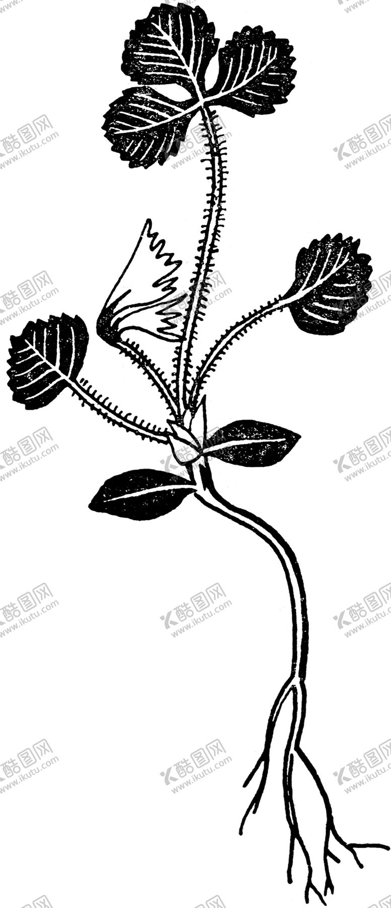 编号：10421210171739033480【酷图网】源文件下载-黑白手绘植物