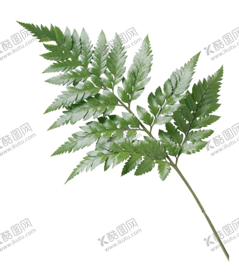 编号：17723104170823206319【酷图网】源文件下载-蕨类植物叶子