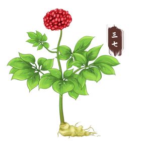 三七中医草药元素