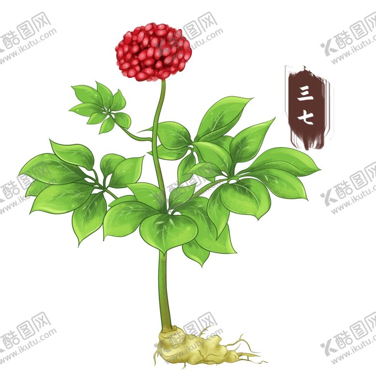 编号：20068302182028401762【酷图网】源文件下载-三七中医草药元素
