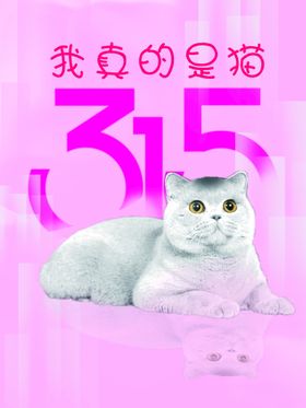 315猫咪打假