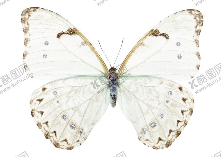 编号：36449509201500074999【酷图网】源文件下载-昆虫蝴蝶花纹图案