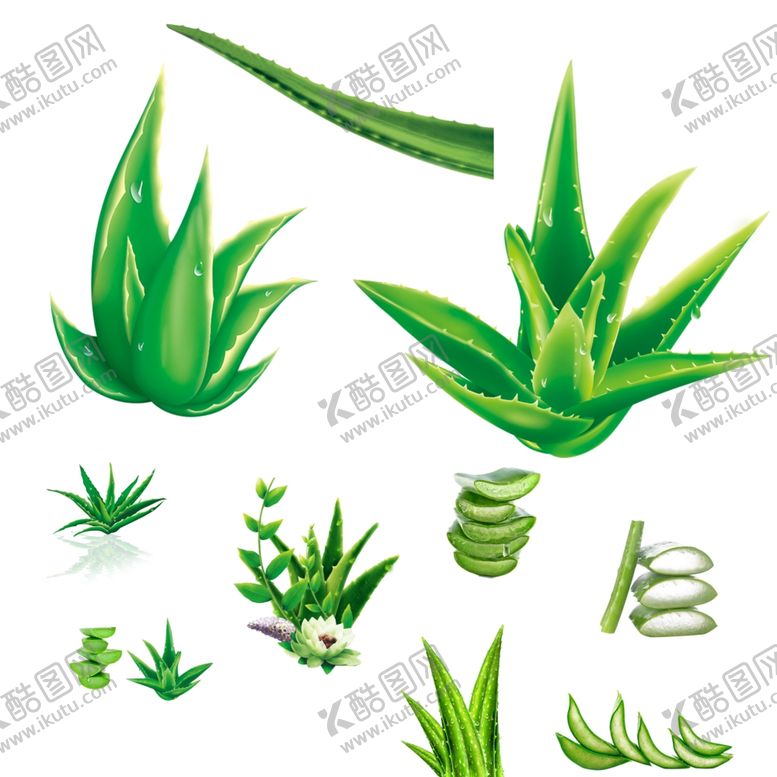 编号：81428503070921405591【酷图网】源文件下载-芦荟