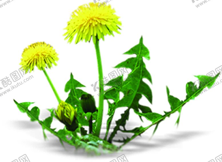 编号：54848210300636095980【酷图网】源文件下载-绿色相框