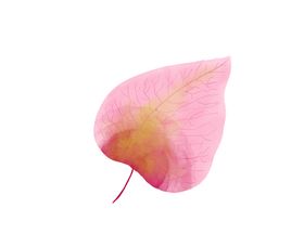 粉色叶子