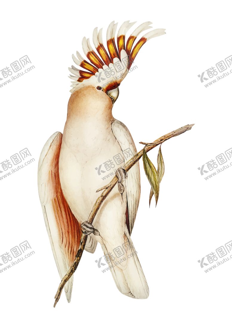 编号：67847709201932413426【酷图网】源文件下载-手绘鸟类插图
