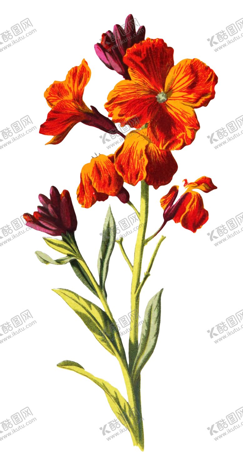编号：47405606270452285647【酷图网】源文件下载-复古花朵植物图案