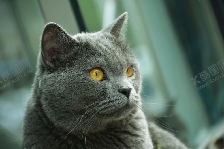 编号：37475809090747291432【酷图网】源文件下载-大胖