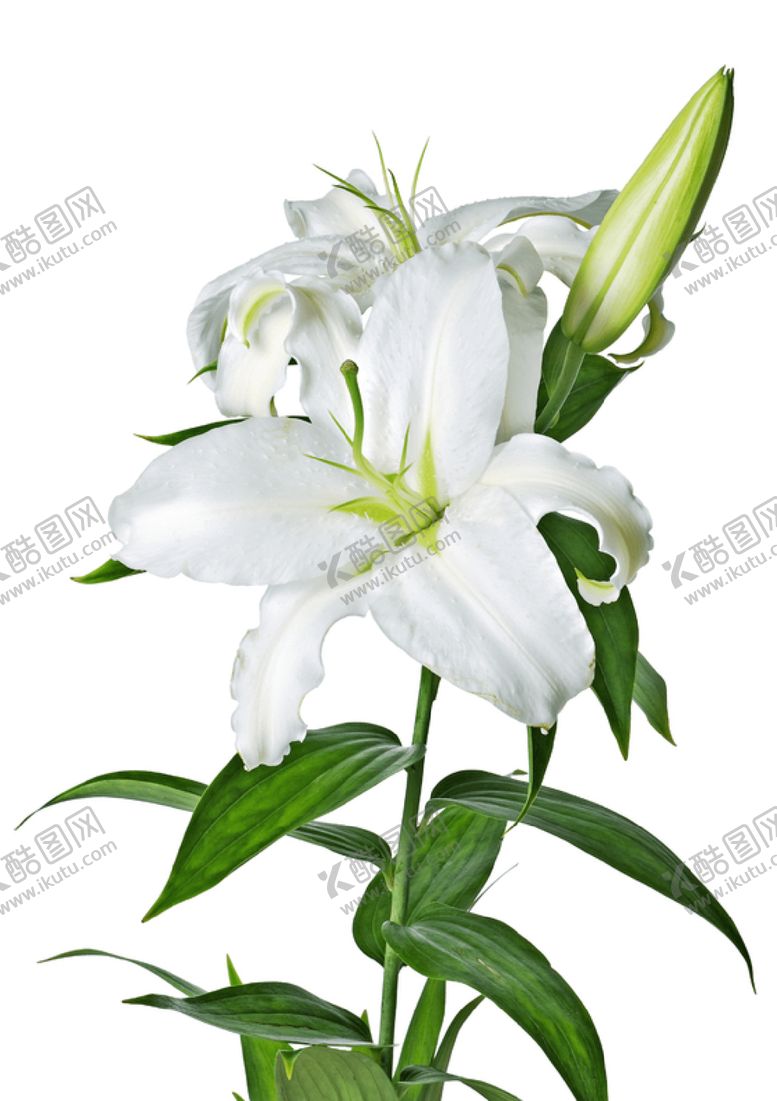 编号：94191201130502315721【酷图网】源文件下载-百合花束