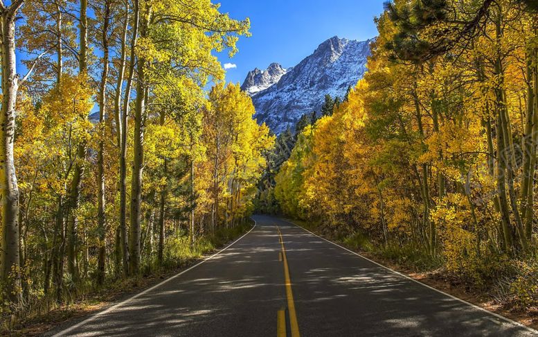 编号：60141709231645293065【酷图网】源文件下载-森林