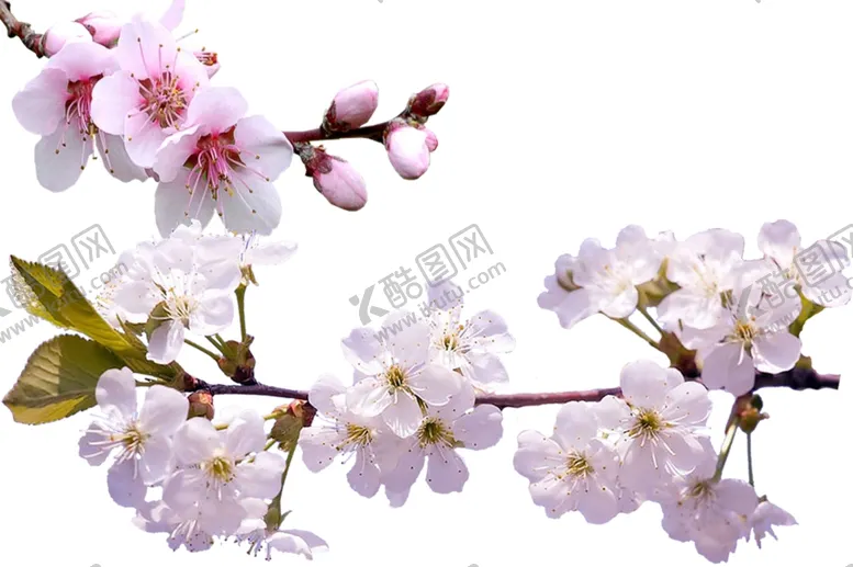 编号：16590604080319331796【酷图网】源文件下载-樱花png免扣高清素材