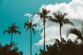 椰树棕榈绽放摄影