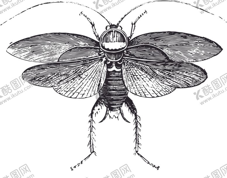 编号：36729307130157558707【酷图网】源文件下载-自然昆虫标本插画