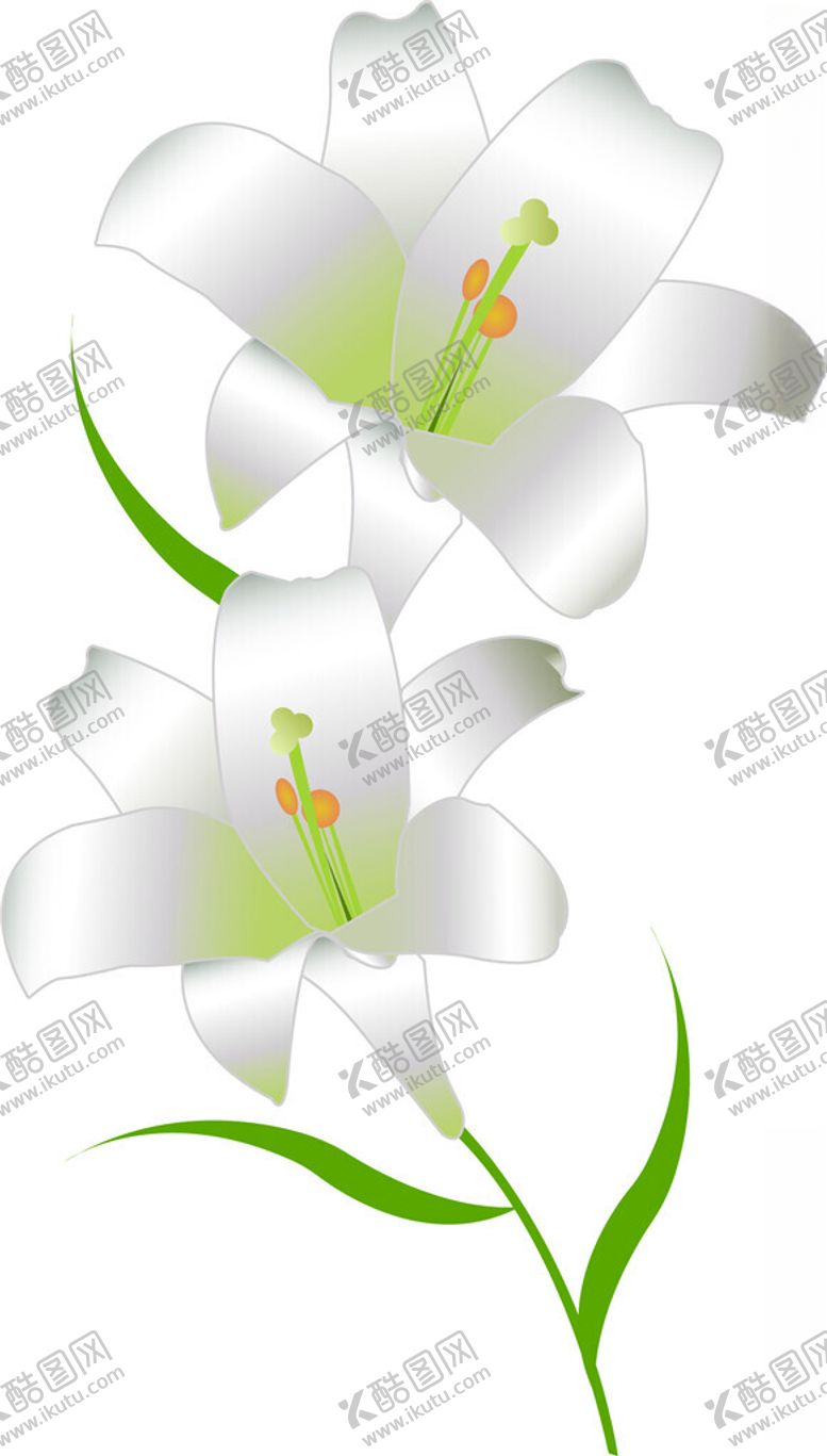 编号：72837002170354248399【酷图网】源文件下载-百合