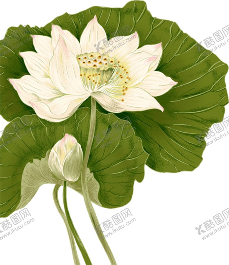 编号：76475104281142034114【酷图网】源文件下载-荷花元素