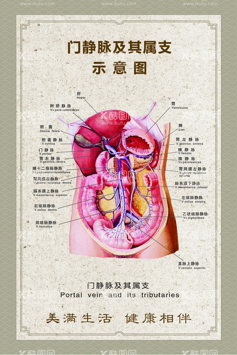 编号：91832810221316176329【酷图网】源文件下载-门静脉及其属支结构示意图