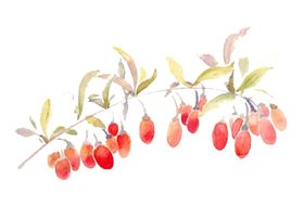 水彩枸杞