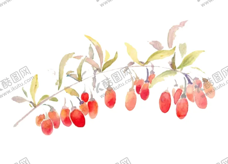 编号：83090707012214167908【酷图网】源文件下载-水彩枸杞