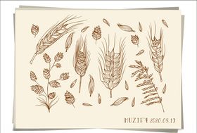 麦穗手绘稿