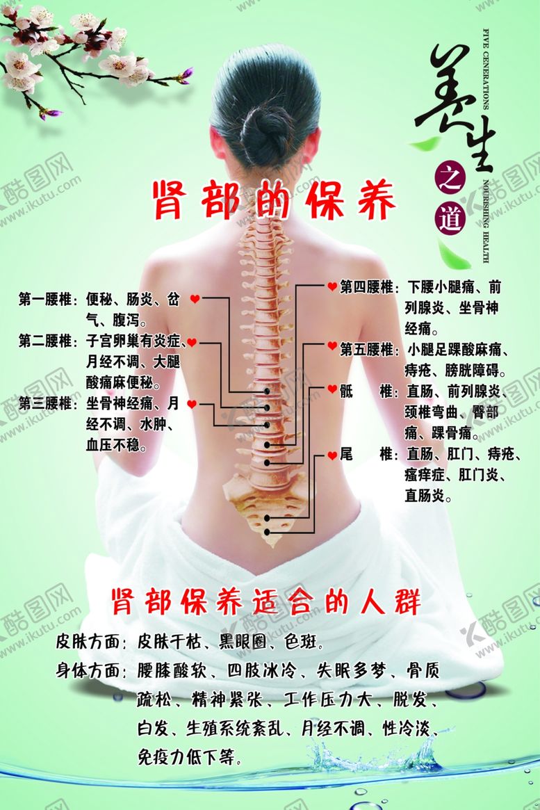 编号：10000109151054057327【酷图网】源文件下载-肾部的保养