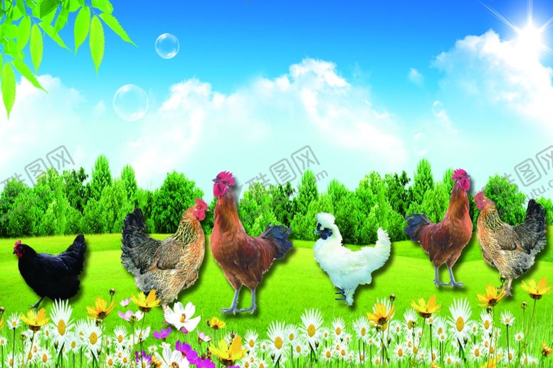 编号：23266909212017114871【酷图网】源文件下载-公鸡母鸡