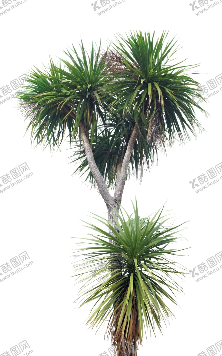 编号：53556406290148159156【酷图网】源文件下载-免扣树木素材