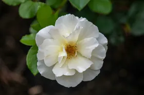 玫瑰情人节花卉自然景观