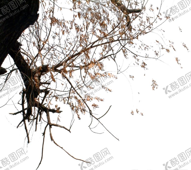 编号：92877809181010257437【酷图网】源文件下载-干支树