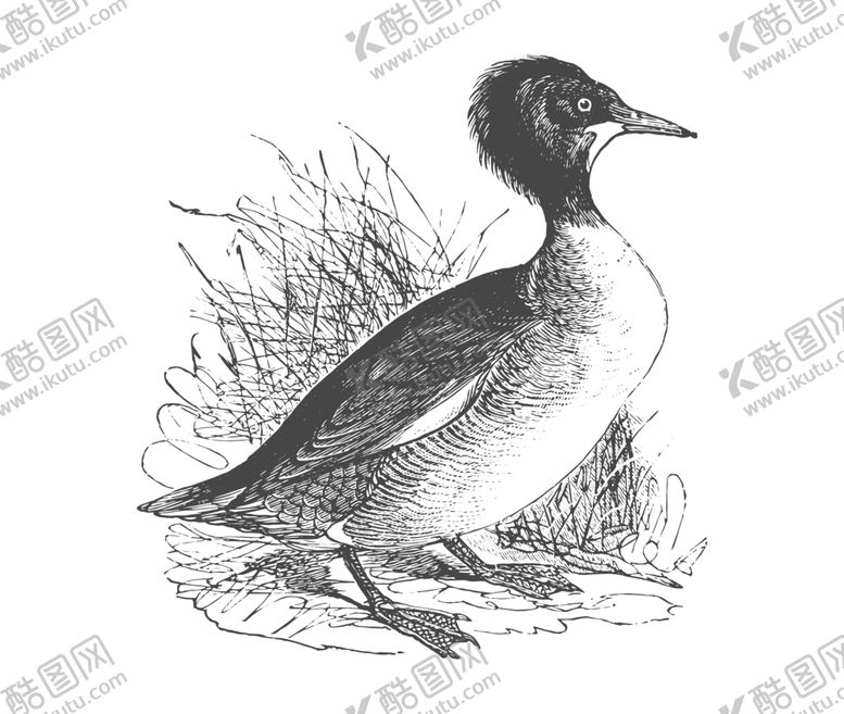 编号：74244409131144266699【酷图网】源文件下载-鸟类素描绘画
